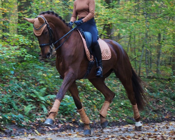 dressage horse Daylight 326 (German Sport Horse, 2016, from Damon Cello)