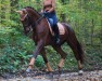 dressage horse Daylight 326 (German Sport Horse, 2016, from Damon Cello)