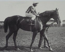 stallion Faust xx (Thoroughbred, 1905, from Saraband xx)