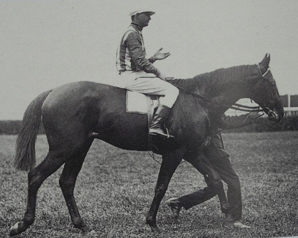 stallion Fervor xx (Thoroughbred, 1906, from Galtee More xx)