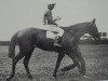 stallion Fervor xx (Thoroughbred, 1906, from Galtee More xx)