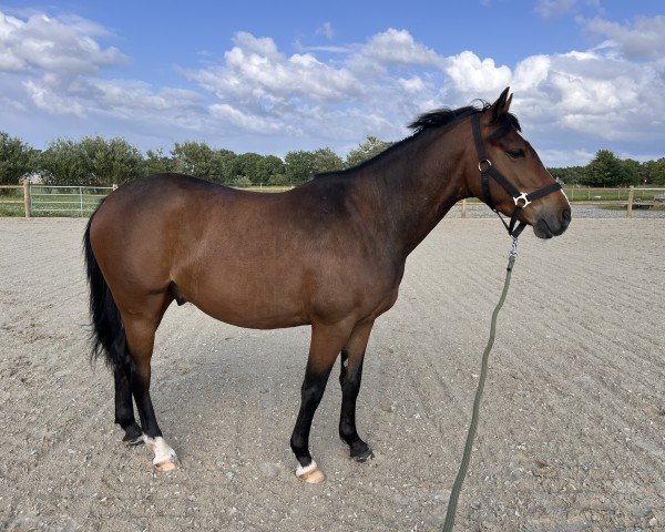 jumper Lennox von der Ponywiese (German Riding Pony, 2020, from Little Star 28)