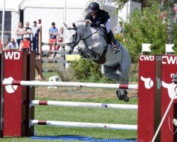 jumper Vaughann de Vuzit (Connemara Pony, 2009, from Dexter Leam Pondi)