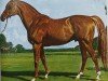 stallion Hyperion xx (Thoroughbred, 1930, from Gainsborough xx)