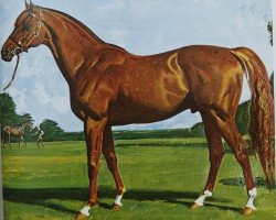 stallion Hyperion xx (Thoroughbred, 1930, from Gainsborough xx)