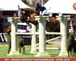 broodmare Duchesse de Lalande (French Pony, 2013, from Taaron des Charmes)