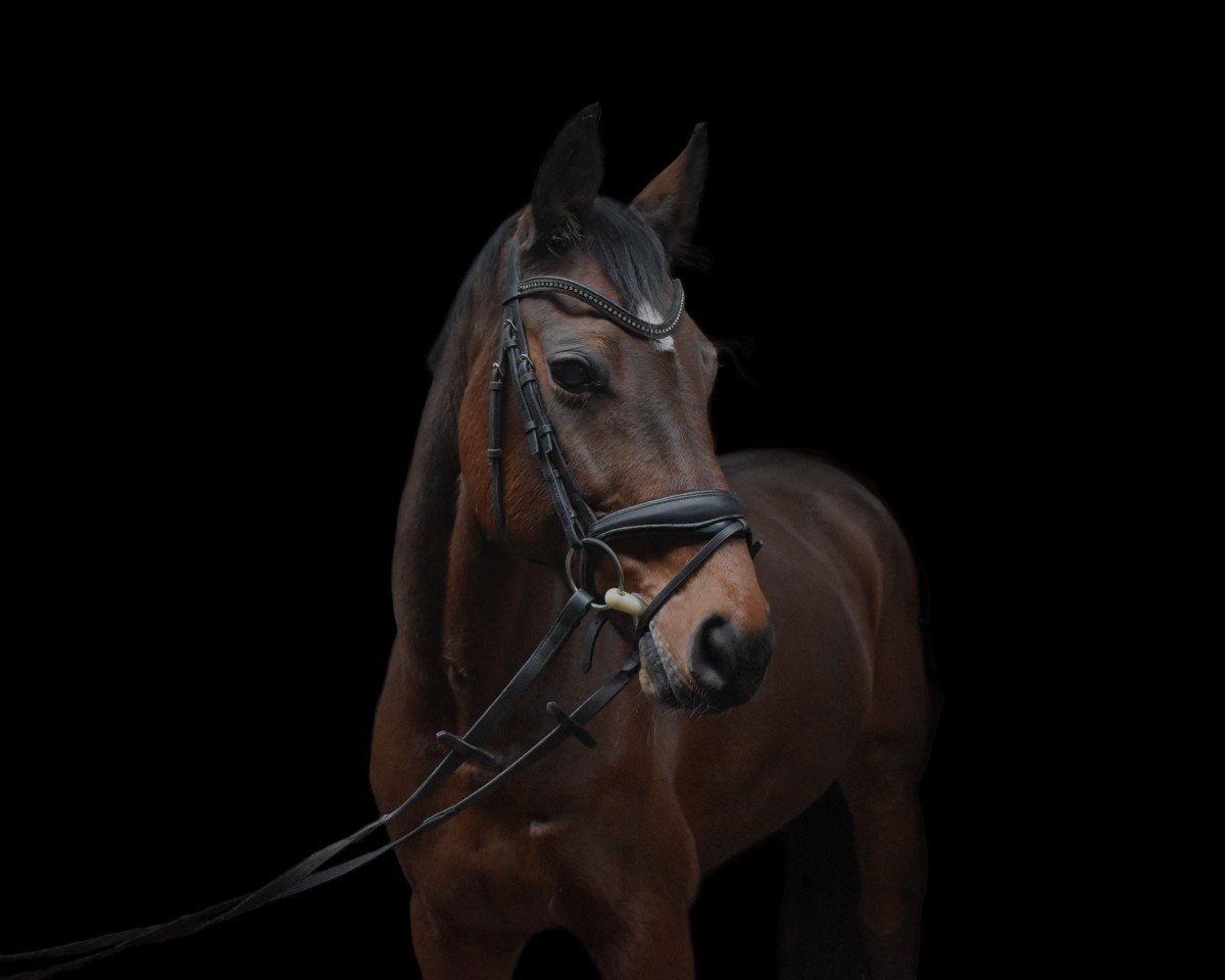 Zuchtstute Dibell (Hannoveraner, 2009, von Don Henrico)