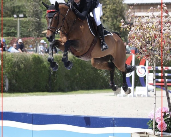 jumper Cardinal D'Ysieux Z (Zangersheide riding horse, 2014, from Crown Z)