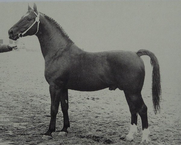 Deckhengst Chronist (Oldenburger, 1955, von Condor AN)