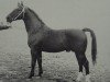 stallion Chronist (Oldenburg, 1955, from Condor AN)