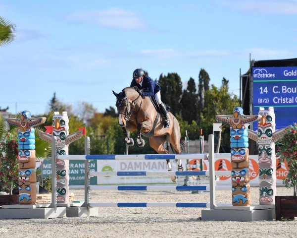 jumper Cristal Clear Z (Zangersheide riding horse, 2009, from Canturo)