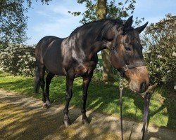 Pferd La Toya (Westfale, 2004, von Laudabilis)