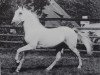 stallion 358 Neapolitano Primavera-70 (Lipizzaner, 1970, from 185 Neapolitano VI Presciana III)