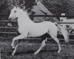 stallion 358 Neapolitano Primavera-70 (Lipizzaner, 1970, from 185 Neapolitano VI Presciana III)