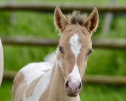 foal by Alida (Lewitzer, 2024, from Shawan)