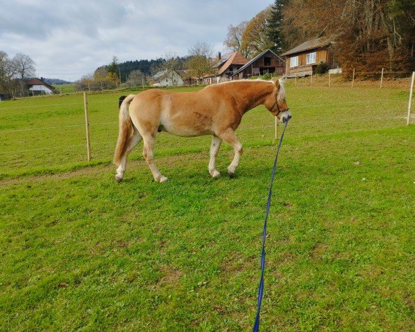 Pferd Bavarotti C (Haflinger, 2019)