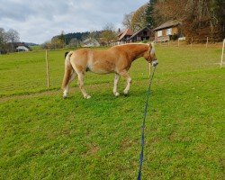 horse Bavarotti C (Haflinger, 2019)