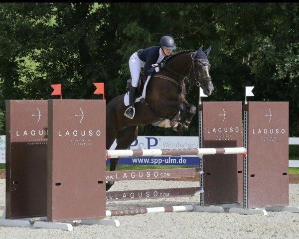 jumper Cash Fleur 3 (Hanoverian, 2015, from Cormint)