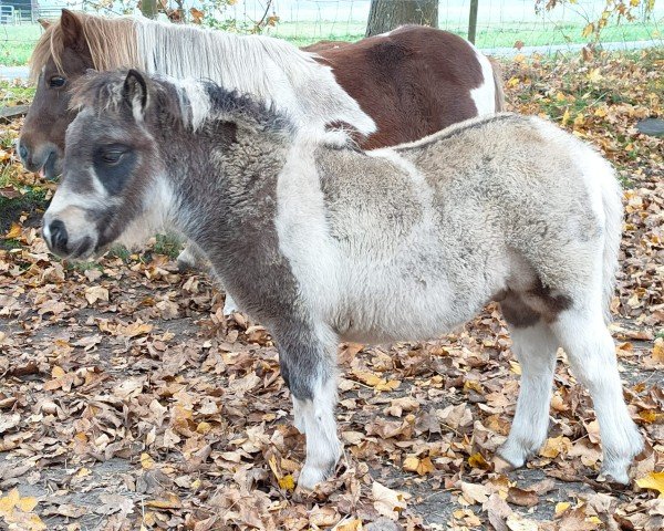 Fohlen von Insider von Gothenborg (Shetland Pony, 2024, von Islay von Salza)