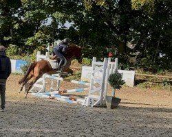 jumper De Roodwilligen Rinske (New Forest Pony, 2012)