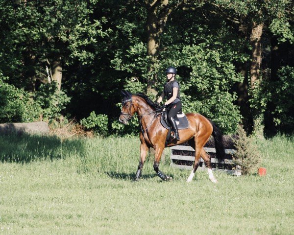 jumper Corintha (Zangersheide riding horse, 2019, from Corinthus EH Z)