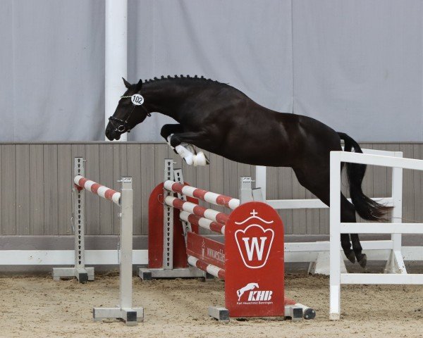 horse Haywards Upper Class (New Forest Pony, 2020, from Knavesash Polaris)