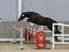 horse Haywards Upper Class (New Forest Pony, 2020, from Knavesash Polaris)