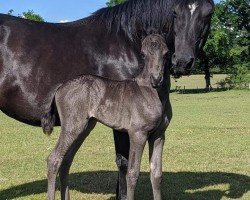 Zuchtstute Haywards Duchess (New-Forest-Pony, 2003, von Long Copse Elton)