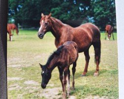 broodmare Dilai (Westphalian, 1984, from Dialekt)