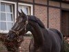 dressage horse Mandora 8 (Hanoverian, 2019, from DSP Marc Cain)