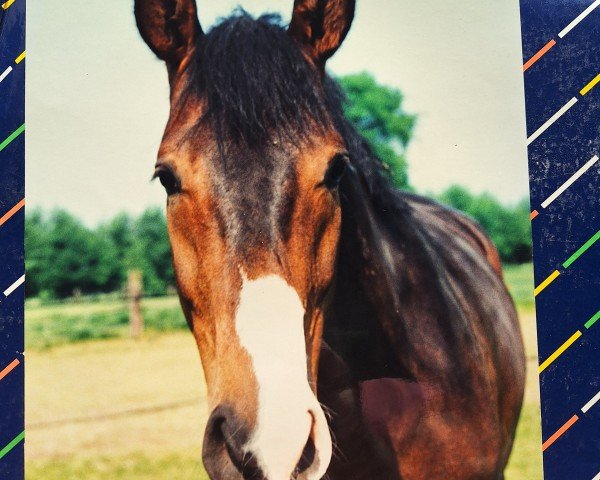 Pferd Paramount (Westfale, 1993, von Pessoa)