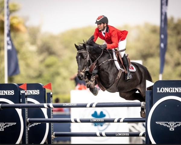 Springpferd Navaron van Tormetal (Belgisches Warmblut, 2013, von Glasgow van het Merelsnest)