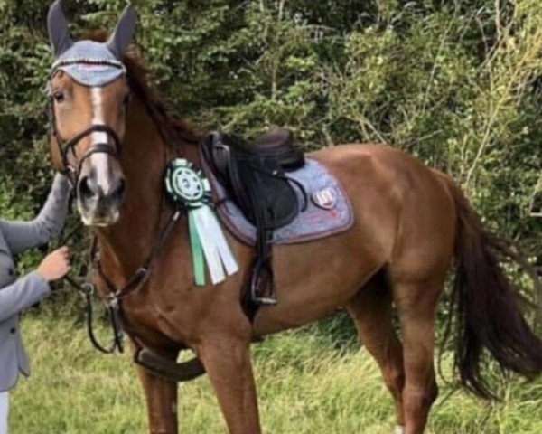 Springpferd Happy Girlina Gph (KWPN (Niederländisches Warmblut), 2012, von Glasgow van het Merelsnest)