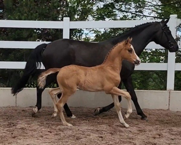 foal by Der kleine Charmeur (German Riding Pony, 2024, from Der Kleine Leonardo)