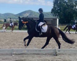 broodmare Franka (Hanoverian, 2019, from Fürstenball)