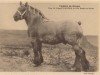 stallion Cupidon du Kerque (Brabant/Belgian draft horse, 1930, from Espoir de Quaregnon B.S.)