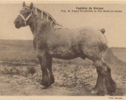 stallion Cupidon du Kerque (Brabant/Belgian draft horse, 1930, from Espoir de Quaregnon B.S.)