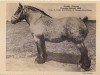 stallion Avenir d'Herse (Brabant/Belgian draft horse, 1921, from Albion d'Hor)