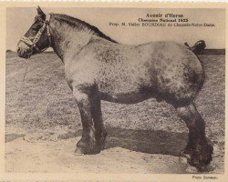 stallion Avenir d'Herse (Brabant/Belgian draft horse, 1921, from Albion d'Hor)