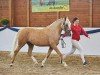 Dressurpferd Daily Sunrise G (Deutsches Reitpony, 2018, von Diamond Touch NRW)