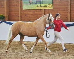 dressage horse Daily Sunrise G (German Riding Pony, 2018, from Diamond Touch NRW)