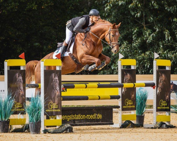 jumper Ever Given (Oldenburg show jumper, 2017, from L.b. Casanova)