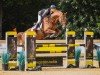 jumper Ever Given (Oldenburg show jumper, 2017, from L.b. Casanova)