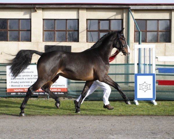 stallion Quintero's Cassiny (Holsteiner, 2010, from Quintero)