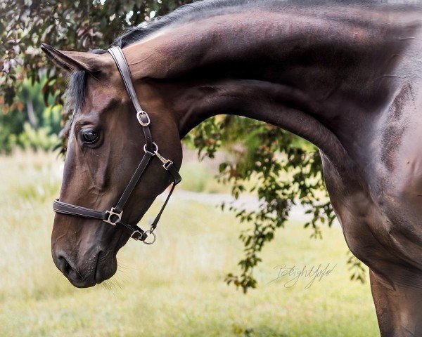 jumper Dexter T (Hanoverian, 2018, from Diacontinus)