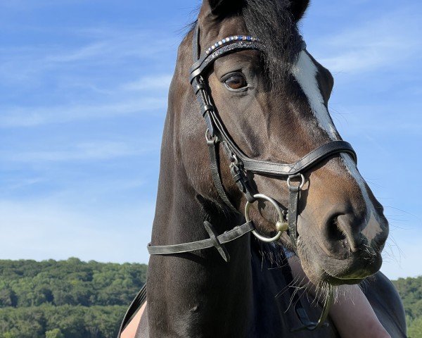 dressage horse De Mensinghe's Mondriaan (New Forest Pony, 2015, from Tongerenhof Osmium)