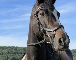 dressage horse De Mensinghe's Mondriaan (New Forest Pony, 2015, from Tongerenhof Osmium)