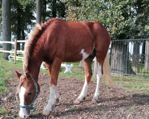 Pferd Pawliks Rooster (Welsh-Cob (Sek. C), 2023, von Three-B-Roy Roger)