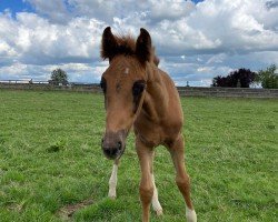 foal by Vermeil (Oldenburg, 2024, from Vitalis)