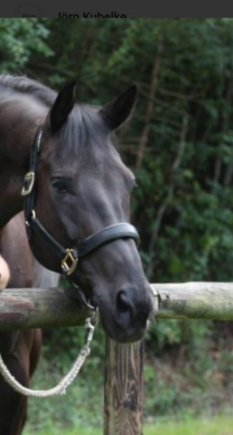 dressage horse DeeJay Bk (Hanoverian, 2013, from Destano)